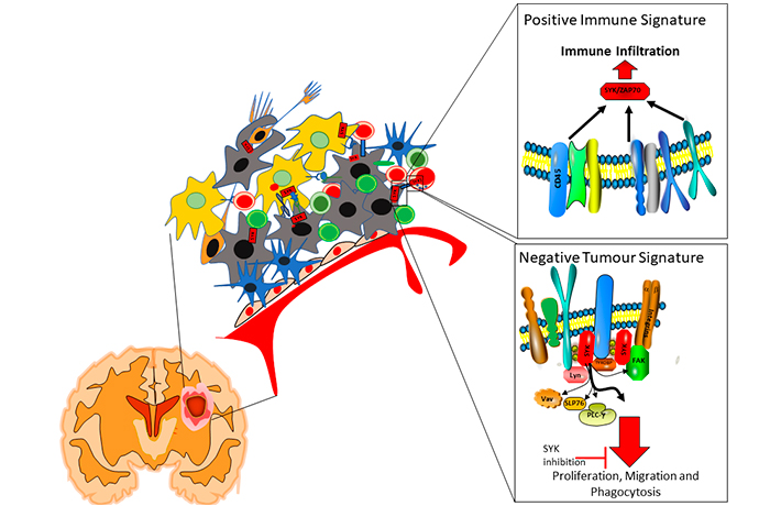 haematopoietic-like-signalling_1